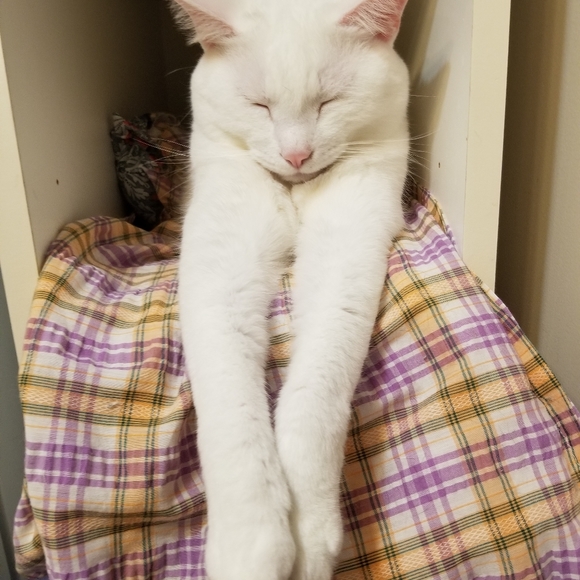 Meet your Posher, Sunshine - Picture 6 of 9